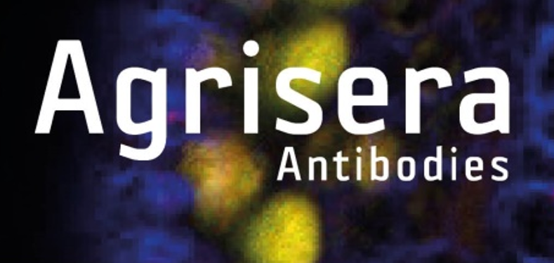 Agrisera植物細(xì)胞壁相關(guān)抗體，開(kāi)學(xué)季促銷(xiāo)啦！